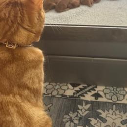 Golden Retriever Puppies from Bigfoot Goldens - AKC Registered Dark Red