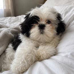 Girl 4 - Black white and silver female Shih Tzu puppy in Downey, California from Cali shih tzu