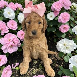 Sage - Apricot female Goldendoodle puppy in Prosperity, Pennsylvania from Stelladoodles & Company