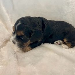Cocker Spaniel Puppies from Jennifer Dees
