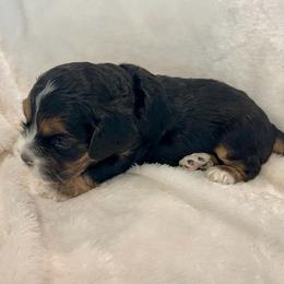 Cocker Spaniel Puppies from Jennifer Dees