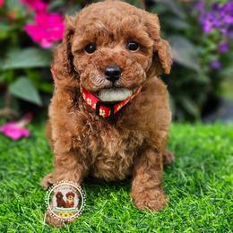 Waylon - Apricot male Poodle puppy in Salem, Missouri from Meadowbrook Poodles