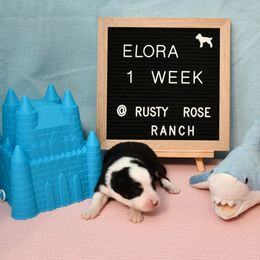 Miniature American Shepherd and Miniature Australian Shepherd Puppies from Rusty Rose Mini Aussies and Mini American Shepherds