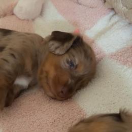 Kahlúa - Dapple female Dachshund puppy in Summerfield, Florida from Dachshundly Perfect