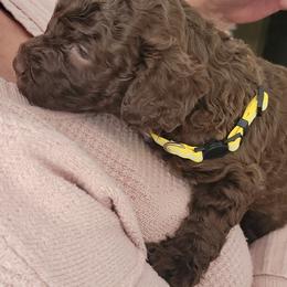 Labradoodle Puppies from Allandale Acres