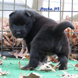 Mocha Male 3 - Black male Siberian Husky puppy in Hiawassee, Georgia from Chastains Huskies
