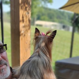 Bloodhound and Yorkshire Terrier All Grown Up from Buckingham Bloodhounds