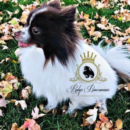 Versace - Pomeranian