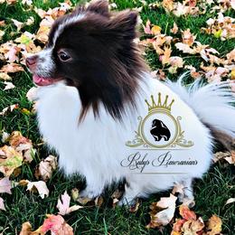 Versace - Pomeranian