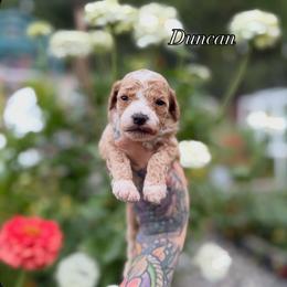 Duncan - Red  male Goldendoodle puppy in Roseburg, Oregon from Dbos Furry Friends