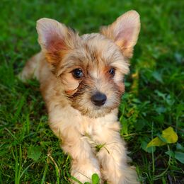 Companion Cross, Havanese, Mal-Shi, Maltese, Maltipoo, Morkie, and Shih Tzu Puppies from Seeking Shalom Acres Maltese, Maltipoos & Havamalts