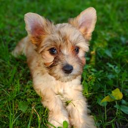 Companion Cross, Havanese, Mal-Shi, Maltese, Maltipoo, Morkie, and Shih Tzu Puppies from Seeking Shalom Acres Maltese, Maltipoos & Havamalts
