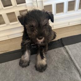 Boy 2 - male Miniature Schnauzer puppy in Glendale, Arizona from Pipes of Gizzie’s Swamp