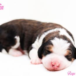 Muffin - Sable female Bernedoodle puppy in Diamond Bar, California from Furrytaildoodles