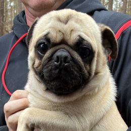 Frank - Pug