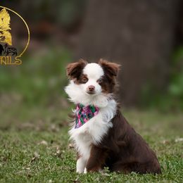 Border Collies, Miniature American Shepherds, Siberian Huskies, and Toy Australian Shepherds from Alpine Tails