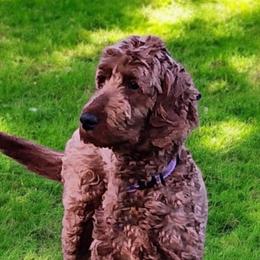 Bella - Irish Doodle