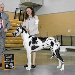 Happy - Great Dane