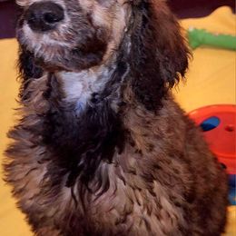 Poodle Puppies from White Comet Poodles