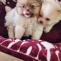 Pomeranian Puppies from La Belle Pomeranians