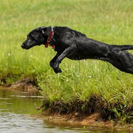 Golden Retriever and Labrador Retriever All Grown Up from Steve Lambert's Labrador Retrievers and Golden Retrievers