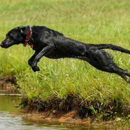 Golden Retriever and Labrador Retriever All Grown Up from Steve Lambert's Labrador Retrievers and Golden Retrievers