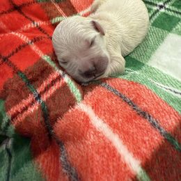 Mauve - Light golden female Golden Retriever puppy in Salt Lake City, Utah from Soaring golden retrievers