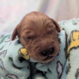 Sprigatito - Dark golden female Golden Retriever puppy in Minneapolis, Minnesota from Firestorm Goldens