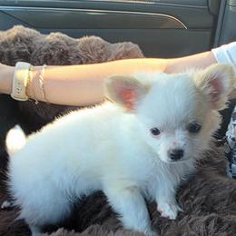 Patch - Cream and white male Chihuahua puppy in Walker, Louisiana from Pupcup’s Crown Collection