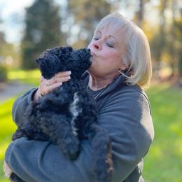 Assorted Doodle Crosses and Goldendoodle Puppies from Wake Forest Darling Doodles
