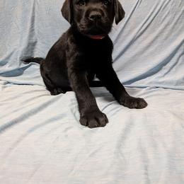 Red - Black male Labrador Retriever puppy in Parma, Idaho from Campbell Valley Labradors