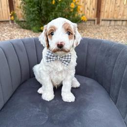 White boy - Parti male Goldendoodle puppy in Las Vegas, Nevada from Bridges Goldendoodles