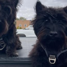 Athena - Scottish Terrier