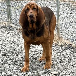 Bloodhound All Grown Up from Hat Creek Kennel