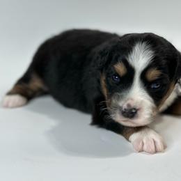 Georgie - Black tri female Miniature Australian Shepherd puppy in Luling, Texas from Little Wood Toy and Mini Aussies