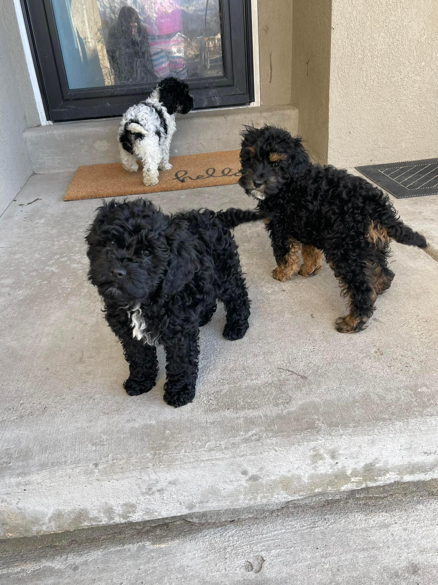 Puppy Luv💕 in Utah | Cockapoo puppies | Good Dog