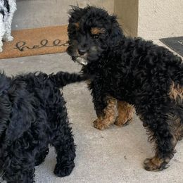 Cockapoos from Puppy Luv💕