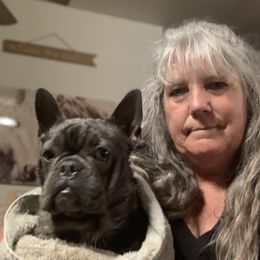 Boston Terrier and French Bulldog Puppies from High Plains