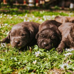 Aussiedoodle Puppies from Nellie’s AussieDoodles