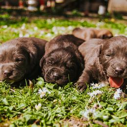 Aussiedoodle Puppies from Nellie’s AussieDoodles