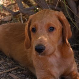 Remi - Caramel red male Labradoodle puppy in Apache Junction, Arizona from Loving Doodle