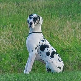 Nikita - Boxer