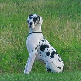 Nikita - Boxer
