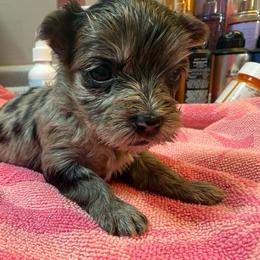 Pebbles - Black and tan female Yorkshire Terrier puppy in Florence, Kentucky from 4paws4ever by Design (Amy's Puppy love)