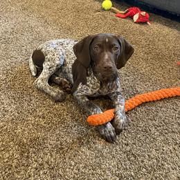 Grace - German Shorthaired Pointer puppy in Glastonbury, Connecticut from Fox Hollow Homestead