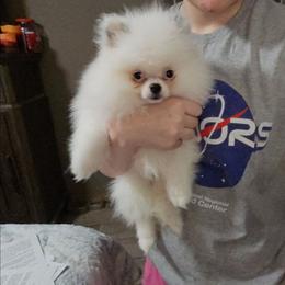 Emperor - Blue parti male Pomeranian puppy in Angleton, Texas from Pomeranian Palace, LLC