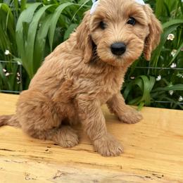 Australian Labradoodle, Double Doodle, and Goldendoodle Puppies from Blessed Day Doodles