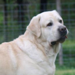 Rio - Labrador Retriever