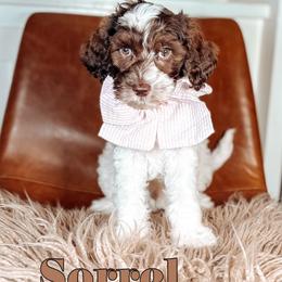 Sorrel - Chocolate male Australian Labradoodle puppy in Decatur, Alabama from Southern Meadows Doodles
