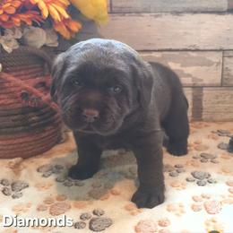 Diamonds - Chocolate female Labrador Retriever puppy in Gardnerville, Nevada from Jobs Peak Labradors